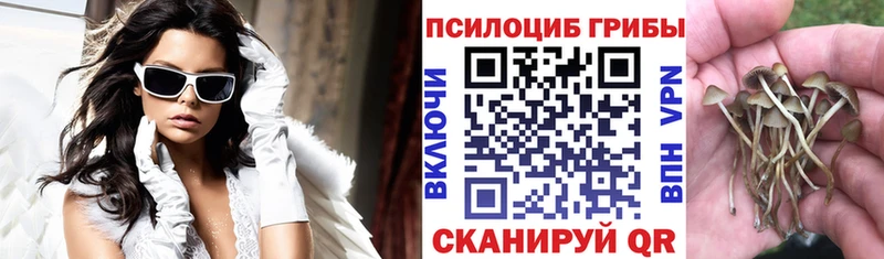 Галлюциногенные грибы Psilocybe  Заводоуковск 